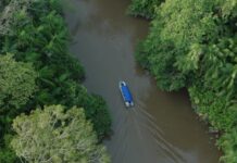 Sudamérica registró la mayor pérdida de bosques del planeta en la última década