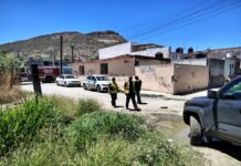 Ubican a oso juvenil en arroyo de Saltillo; buscan resguardarlo