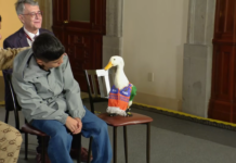 Llega pato ‘Merlín’ a la mañanera