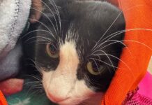 Control Canino de Torreón ofrece servicios veterinarios gratuitos para perros y gatos