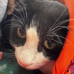 Control Canino de Torreón ofrece servicios veterinarios gratuitos para perros y gatos