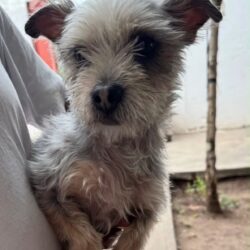 Control Canino de Torreón ofrece servicios veterinarios gratuitos para perros y gatos1