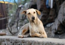 Crecen renuncias de derechos de mascotas en Saltillo
