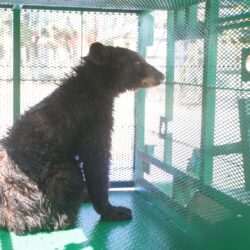 Liberan en Coahuila ejemplar de oso negro tras exitoso proceso de recuperación