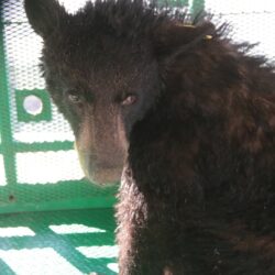 Liberan en Coahuila ejemplar de oso negro tras exitoso proceso de recuperación1
