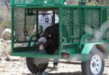 Liberan en Coahuila ejemplar de oso negro tras exitoso proceso de recuperación