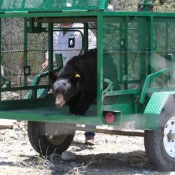 Liberan en Coahuila ejemplar de oso negro tras exitoso proceso de recuperación3