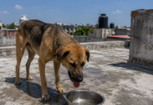 Piden a saltillenses cuidar de sus mascotas para evitar golpes de calor