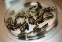 Detectan primer contagio humano de gusano barrenador en NL