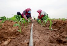 El fenómeno de El Niño y las tensiones geopolíticas amenazan los mercados alimentarios mundiales