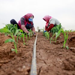 CHINA-PRIMAVERA-AGRICULTURA