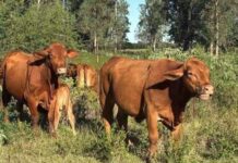 Identifican cuarto caso de gusano barrenador en EU