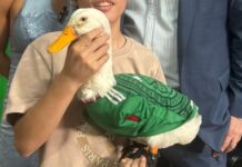 Invitará Sheinbaum a mañanera al pato ‘Merlín’
