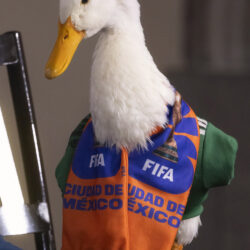 llega pato