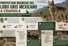 Proyectan regreso del lobo gris mexicano a Coahuila