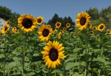 Se viste la Narro de paisaje de girasoles