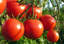 Sembrará México 17% menos tomate por arancel
