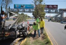 Va con todo Javier Díaz en reforestación; atiende bulevar Antonio Cárdenas