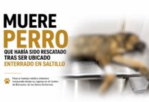 Muere perro que había sido rescatado tras ser ubicado enterrado en Saltillo