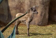 Además de la cría de bisonte, nacieron también en el MUDE dos borregos cimarrón