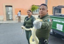 Atiende Policía Ambiental reporte de avistamiento de Pitón Burmés Albino en el centro de Saltillo