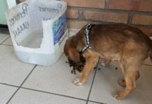 Denuncian abandono de perros en instalaciones de la Narro