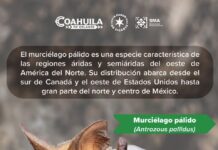 En Coahuila existen 30 especies de murciélagos, aliados esenciales para la conservación de los ecosistemas