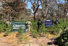 Encuentran predio con 42 mil plantas de mariguana en Jalisco