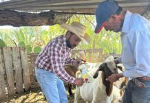 Fortalecen Municipio y Estado acciones preventivas de sanidad animal