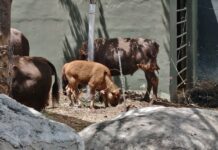 Nace cría hembra de bisonte en el MUDE, es la primera desde el inicio del programa de reproducción de esa especie