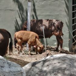 Nace cría hembra de bisonte en el MUDE, es la primera desde el inicio del programa de reproducción de esa especie