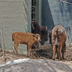 Nace cría hembra de bisonte en el MUDE, es la primera desde el inicio del programa de reproducción de esa especie1