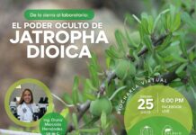 ¿Quieres aprender sobre los usos de la planta “sangre de drago”? Participa este 25 de julio en la biocharla virtual “De la sierra al laboratorio”