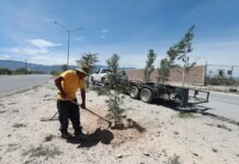 Refuerza Javier Díaz González reforestación en vialidades de Saltillo