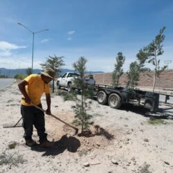 Refuerza Javier Díaz González reforestación en vialidades de Saltillo