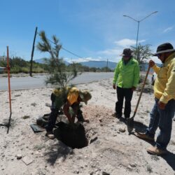 Refuerza Javier Díaz González reforestación en vialidades de Saltillo1