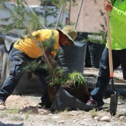 Refuerza Javier Díaz González reforestación en vialidades de Saltillo3