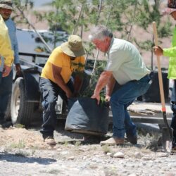 Refuerza Javier Díaz González reforestación en vialidades de Saltillo4