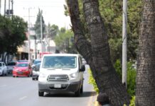 Trabaja Saltillo para proteger a la ciudadanía y al arbolado urbano