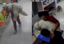El perro que atiende Pets Care sí es Rocky; veterinaria revela videos de su llegada