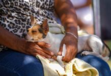 Fortalece DIF Ramos Arizpe el bienestar animal con jornadas permanentes de atención