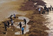 Gobierno federal anuncian plan de 2.6 mil mdp contra el sargazo