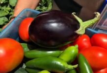 IMSS Coahuila impulsa alimentación saludable con huerto demostrativo en Ramos Arizpe