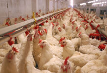 Investigación de Oxford vincula la cría industrial de pollos con mayor riesgo de bacterias