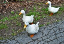 La UNAM advierte sobre incremento en la venta de patos