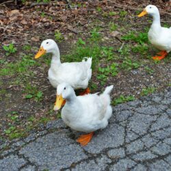 white ducks walking down the street in a park