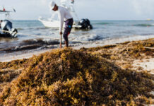 Semarnat impulsará economía circular con el sargazo recolectado en Quintana Roo