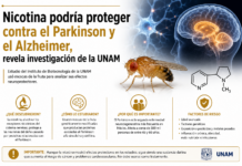Aunque es dañina, la nicotina podría tener un efecto protector contra el Parkinson, señala la UNAM