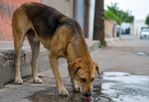 Piden a saltillenses dejar agua fresca en la calle para perritos callejeros ante fuertes calores