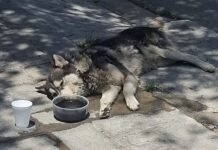 Presunto envenenamiento deja más de 5 perros muertos en la colonia Santa Fe, en Ramos Arizpe
